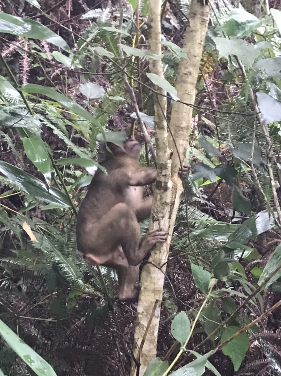 THẢ 05 CÁ THỂ KHỈ THUỘC LOÀI ĐVR NGUY CẤP, QUÝ HIẾM VỀ RỪNG